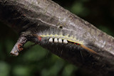White-marked tussock moth caterpillar 1 wk1 IMG_1702.jpg
