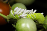Hornworm with Parasitic Wasps 1 wk IMG_8428.jpg
