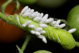Hornworm with Parasitic Wasps 2 wk IMG_8429.jpg