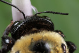 Bumblebee on Hosta 1 wk IMG_8520.jpg