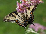 Tiger Swallowtail 2 wk1 IMG_6215.jpg