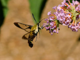 Snowberry Clearwing Moth 6 wk1 IMG_6844.jpg