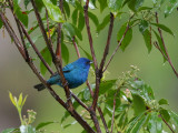 Indigo Bunting 1 Origwk1_MG_1581.jpg