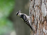 Hairy Woodpecker 1 Origwk1_MG_4373.jpg