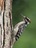 Hairy Woodpecker m 1 Origwk_MG_5512.jpg