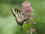 Yellow Tiger Swallowtail 1 Origwk_MG_0767.jpg