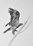 Juvenile Wedge Tail Eagle - Strathmore Bristol Plate -Cretacolour Nero pencils