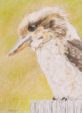 Kookaburra - 5 x 7 - Pastel pencils on Canson Acrylic 300 gsm paper 