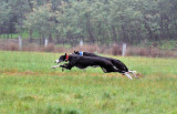 Maggie & Trip flying low