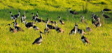 Part of a 100 plus flock of Straw-necked Ibis 