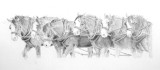 Moora Team of six registered Clydesdales - graphite pencil on Mellotex paper.