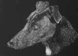 One of my ex fosters,Tess on scratchboard