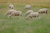 Some of the trespassing freeloading woolly jumpers enjoying the Summer Paspalum