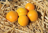 Apricots from our tree, the best crop ever.