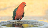 Adult King Parrot