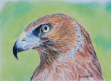 Harrier Hawk - Pastel on Art Spectrum Suede paper - from a photo by Pauline in New Zealand