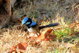 Male Superb Blue Wren 