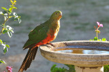 Juvenile King Parrot 