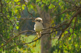 Kookaburra sits in the old gum tree.
