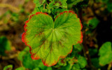 Geranium leaves after some frosty nights