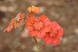 Geranium - the cold weather makes the leaves such beautiful colours.