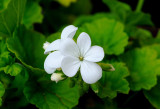 White Geranium 