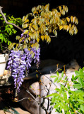 Bonsai Wisteria - about 15 years old.