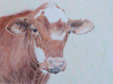 The Red Steer - Faber-Castell Coloured Pencils on Bristol Vellum paper