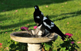 Magpie youngster with parents - making sure water isnt too deep.