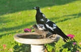 Magpie parents with youngster