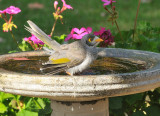 Noisy Miner - Local Honeyeater family.