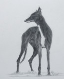 Nikita - an ex foster from 2011 - Aquarelle paper & 2B pencil.