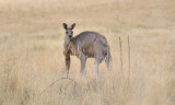 Male Kangaroo in charge of his mob.