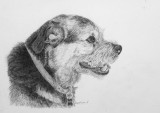 Barney - Border Terrier - Arches HP Aquarelle paper, Staedtler 2B & 3B pencils