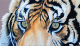 Tiger Eyes Pastel pencils on Clairefontaine Pastelmat