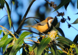 Eastern Spinebill - Honey Eater in eucalypt tree