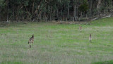 We surprised these kangaroos early morning as we walked up the track beside our place.