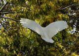 Sulphur-crested Cockatoo 