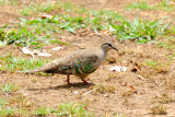 Bronze- wing Pigeon 