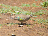 Bronze-wing Pigeon