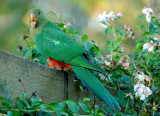 Juvenile King Parrot 