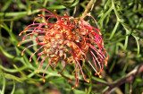 Grevillea in the garden - I think its Coconut Ice variety.