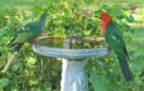 King Parrots - Adult male on right.