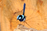 Male Superb Blue Wren 