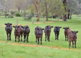 New steers - from little things big things will grow!