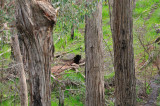 Wombat burrow 