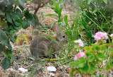 Young rabbit in the front garden.