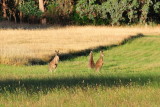 Kangaroo family