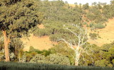 Cropped picture of the hill over the road from the top of our hill.