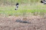 Goanna or Lace Monitor being given its marching orders by local bird life.